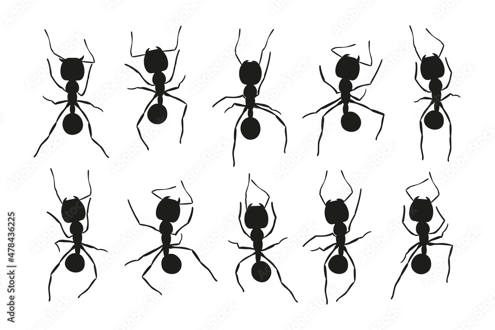Black ant trail. Working insect curve group silhouettes isolated on ...