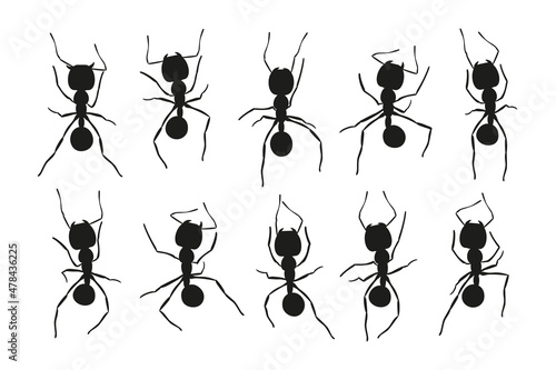 Black ant trail. Working insect curve group silhouettes isolated on white background. Vector illustration.