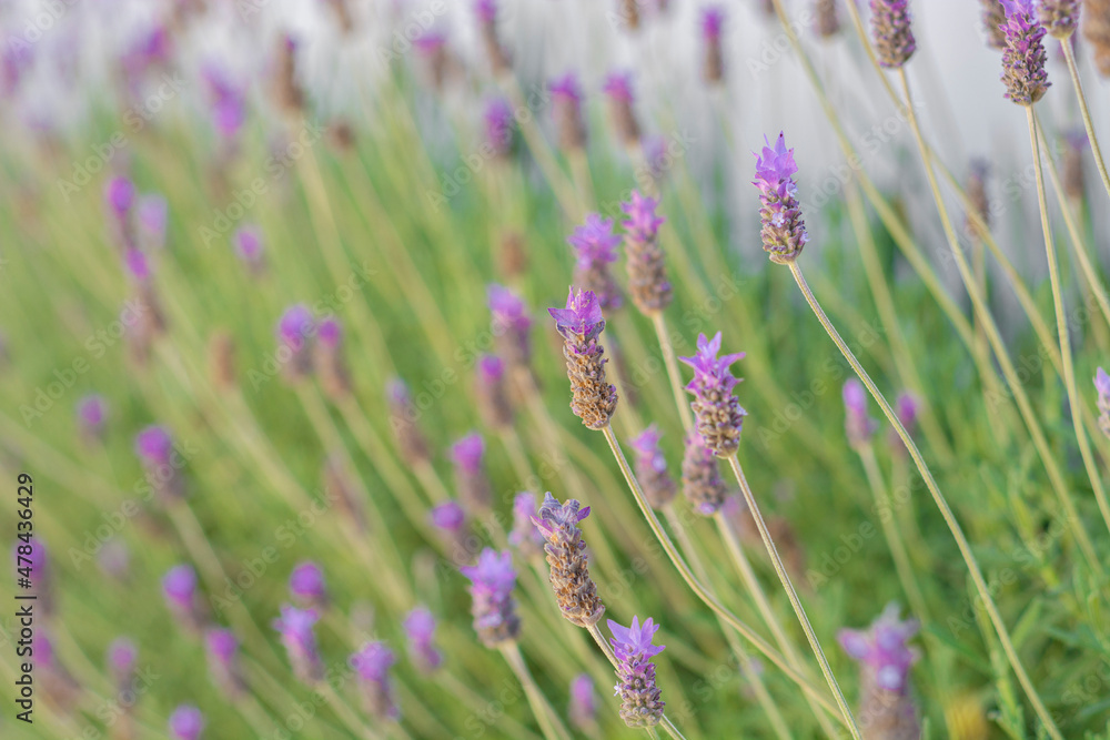 Closeup to planter with lavender flowers and white backgroud Closeup to planter with lavender flowers and white backgroud