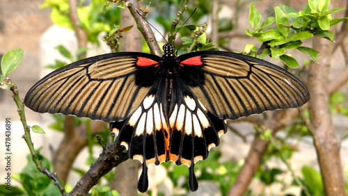 butterfly on flower(Great Mormon,Papilio memnon agenor Linnaeus) photo