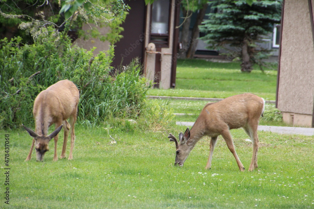 Deer Grazing, Waterton Lakes National Park, Alberta Deer Grazing, Waterton Lakes National Park, Alberta