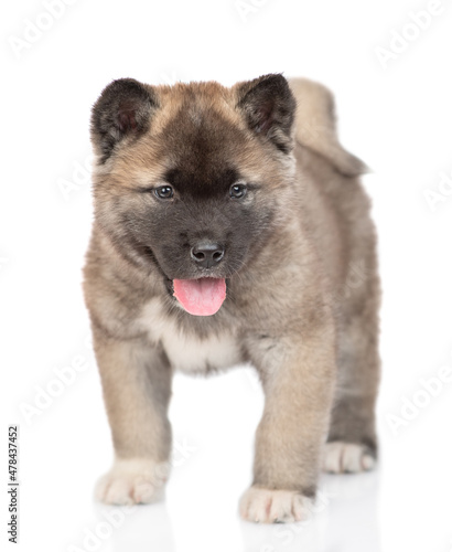 American akita puppy stands in front view and looks at camera. Isolated on white background
