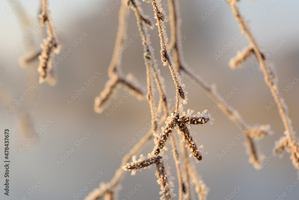 Close-up photography of the bare branches of a birch tree covered in frost, outdoors Close-up photography of the bare branches of a birch tree covered in frost, outdoors