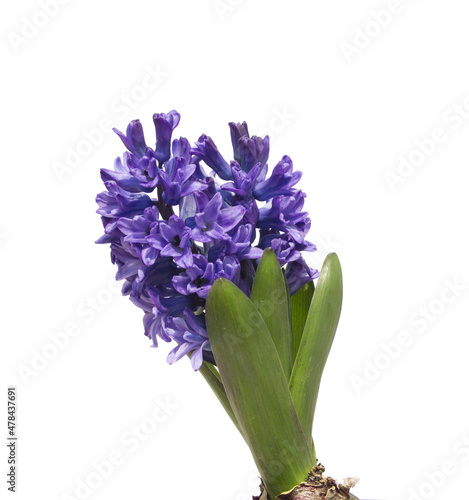 Blue hyacinth flower isolated white background. The first spring flower is blue hyacinth.