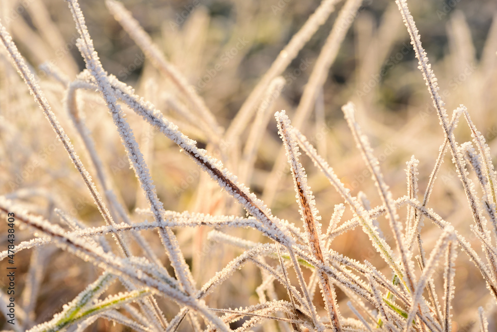 Close up of arid blades of grass covered with frost in winter and growing on the cold earth Close up of arid blades of grass covered with frost in winter and growing on the cold earth