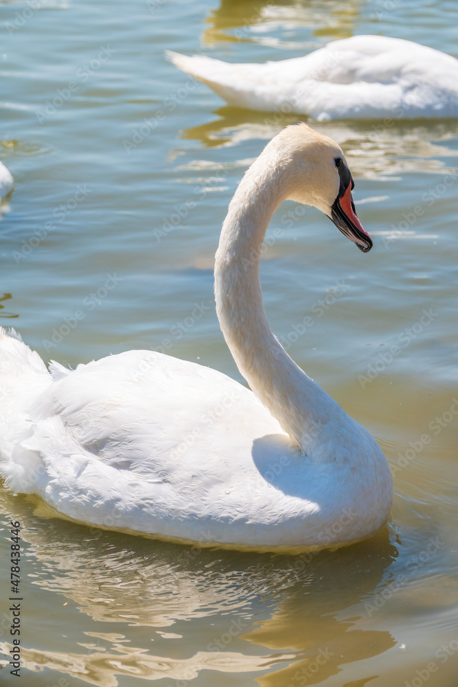 Obraz premium Graceful white Swan swimming in the lake, swans in the wild. Portrait of a white swan swimming on a lake.