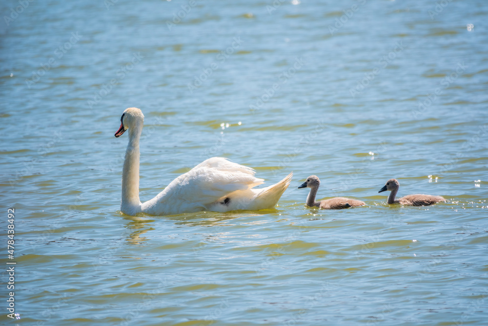 A female mute swan, Cygnus olor, swimming on a lake with its new born baby cygnets. Mute swan protects its small offspring. Gray, fluffy new born baby cygnets.