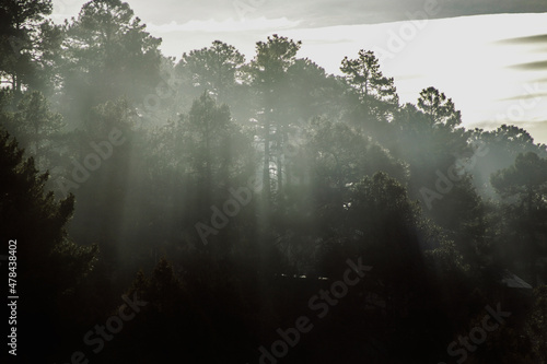 niebla y luz entre pinos y montañas