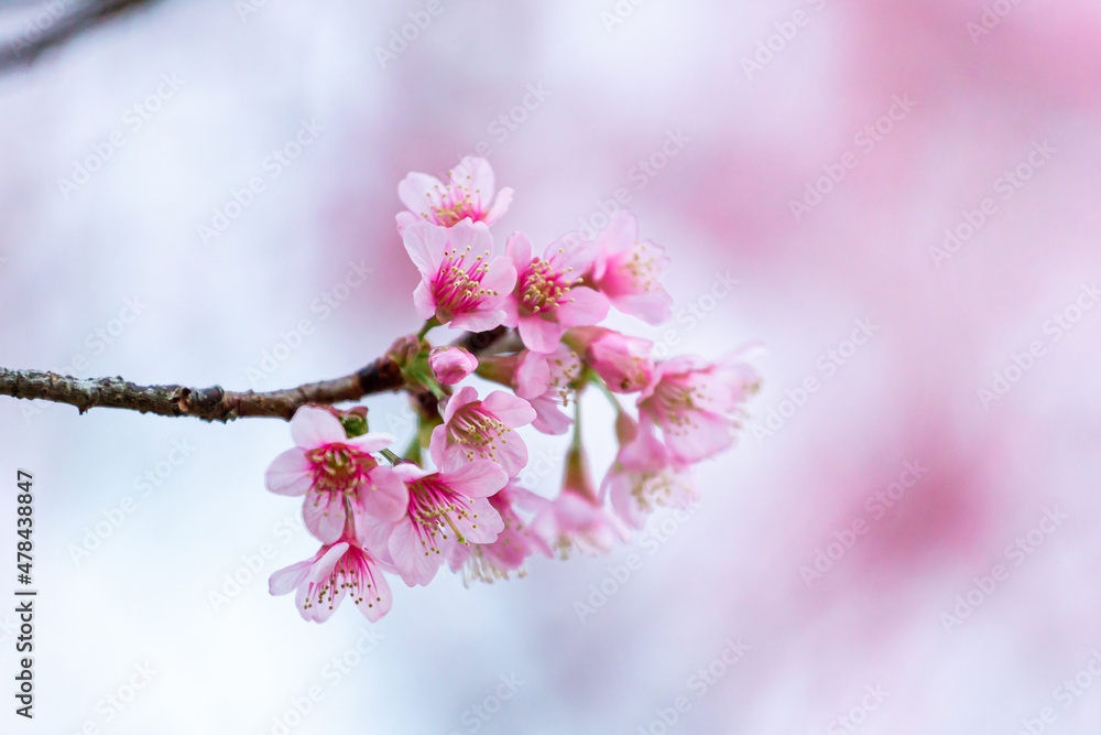 Wild Himalayan Cherry blossom beautiful flowers in Thailand at Koon Chang Kean , Changmai Thailand Province, Sakura in Thailand Wild Himalayan Cherry blossom beautiful flowers in Thailand at Koon Chang Kean , Changmai Thailand Province, Sakura in Thailand