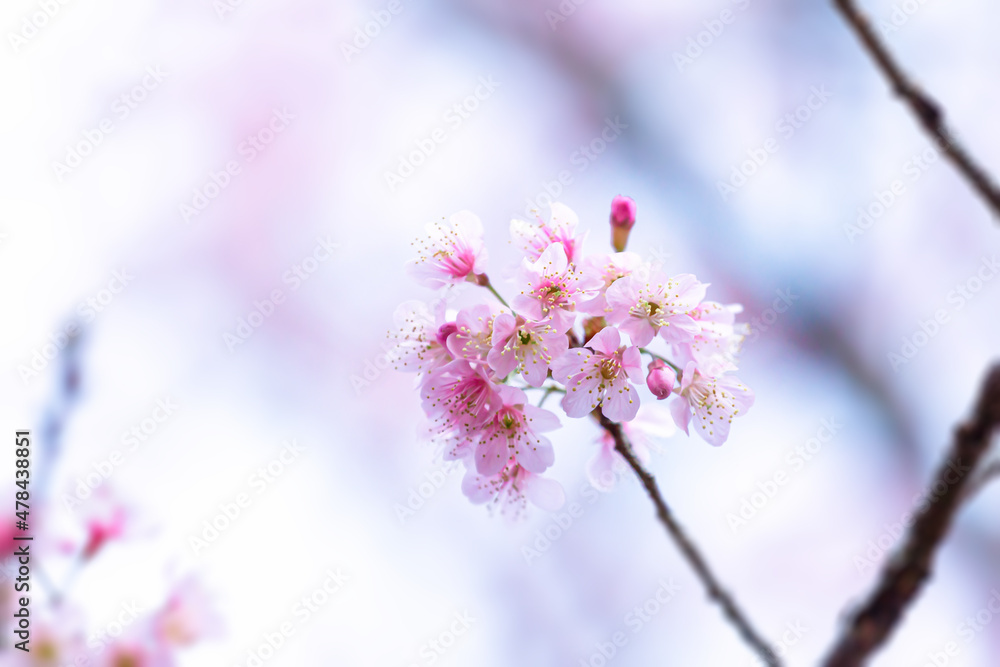Wild Himalayan Cherry blossom beautiful flowers in Thailand at Koon Chang Kean , Changmai Thailand Province, Sakura in Thailand Wild Himalayan Cherry blossom beautiful flowers in Thailand at Koon Chang Kean , Changmai Thailand Province, Sakura in Thailand