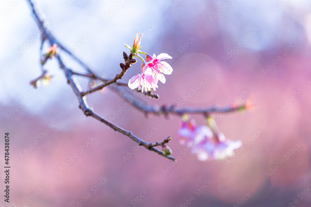 Wild Himalayan Cherry blossom beautiful flowers in Thailand at Koon Chang Kean , Changmai Thailand Province, Sakura in Thailand Wild Himalayan Cherry blossom beautiful flowers in Thailand at Koon Chang Kean , Changmai Thailand Province, Sakura in Thailand