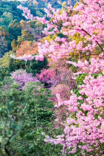 Wild Himalayan Cherry blossom  beautiful flowers in Thailand at Koon Chang Kean , Changmai Thailand  Province, Sakura in Thailand photo