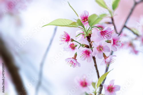 Wild Himalayan Cherry blossom  beautiful flowers in Thailand at Koon Chang Kean , Changmai Thailand  Province, Sakura in Thailand photo