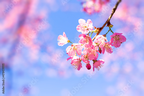 Close up flower  Wild Himalayan Cherry blossom  beautiful flowers in Thailand at Koon Chang Kean , Changmai Thailand  Province, Sakura in Thailand photo