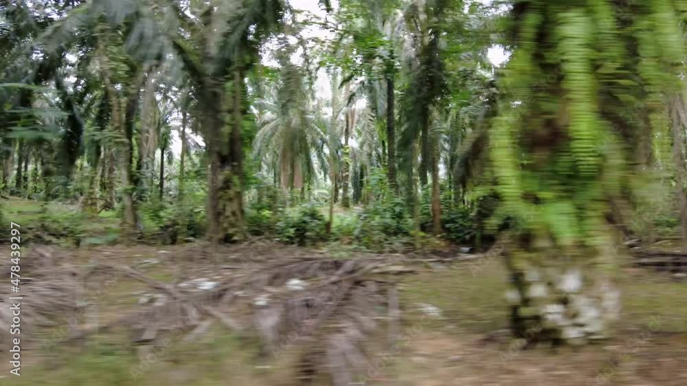 Fast sliding over oil palm tree plantation in Malaysia Fast sliding over oil palm tree plantation in Malaysia