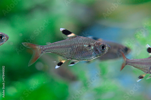 Pristella maxillaris