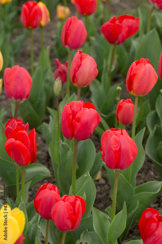 red tulips in a spring garden red tulips in a spring garden