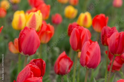 red tulips closeup
