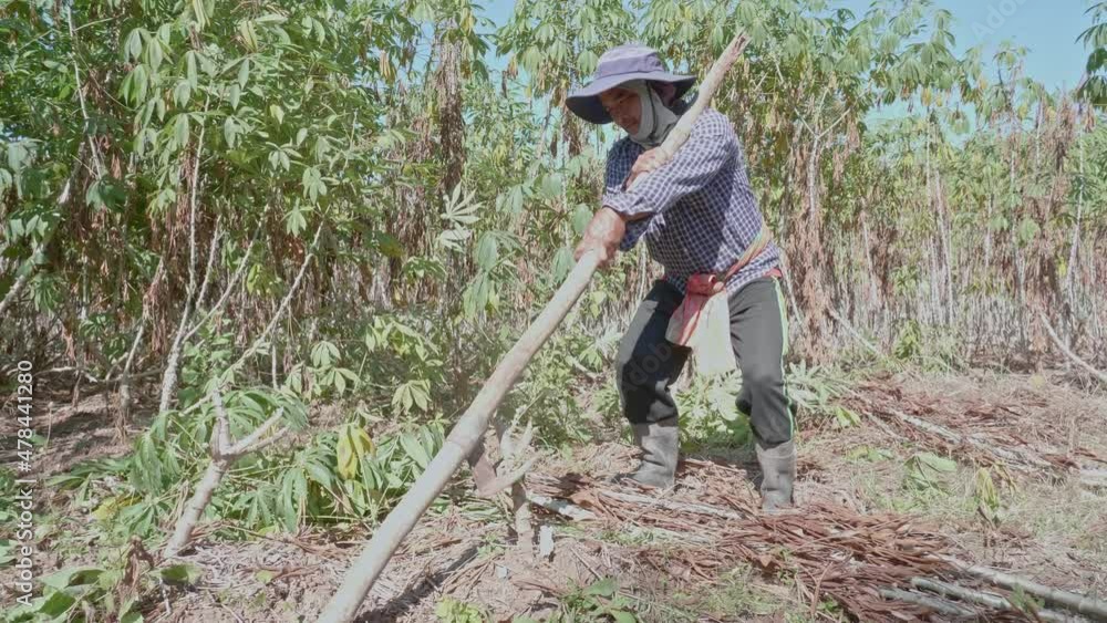 Thai farmers use manual tools called mobile backhoes for digging and lifting cassava from underground. without using machinery. Cassava Cultivation in Thailand Thai farmers use manual tools called mobile backhoes for digging and lifting cassava from underground. without using machinery. Cassava Cultivation in Thailand
