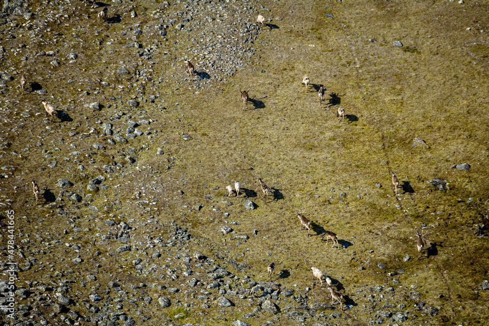 Fototapeta premium Caribou Herd Nunavik Quebec Canada