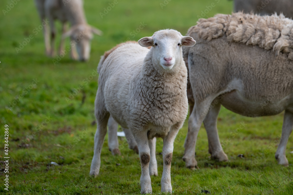 Sheep looking at the camera Sheep looking at the camera