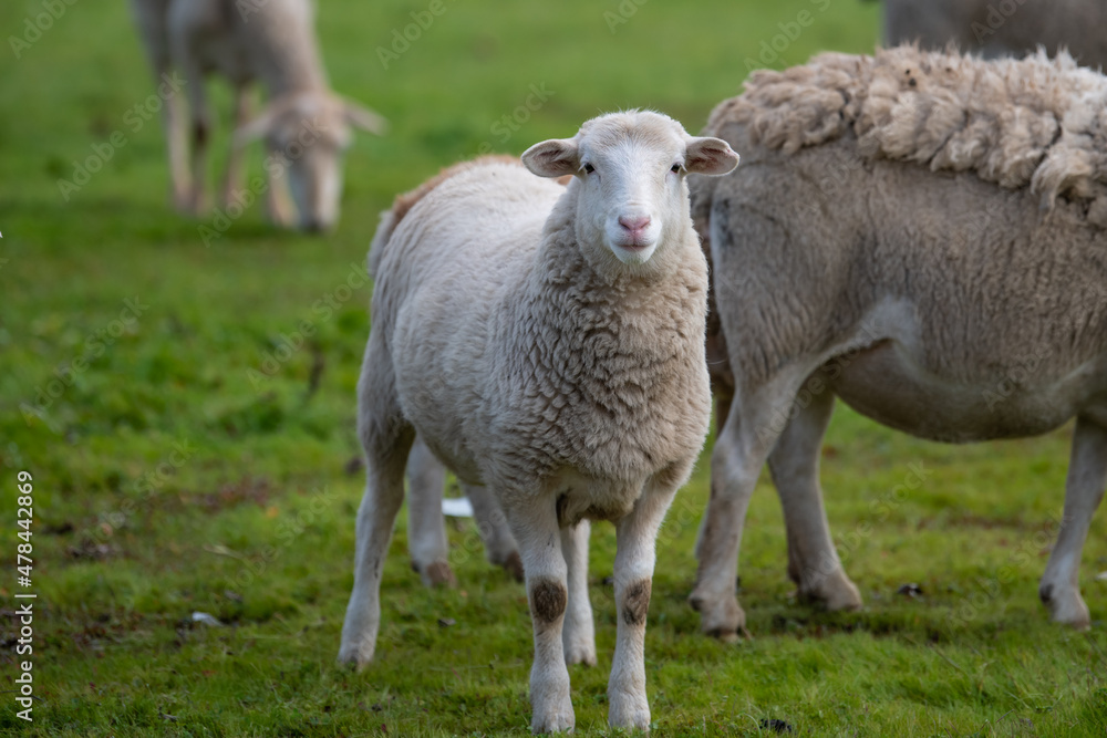 Sheep looking at the camera