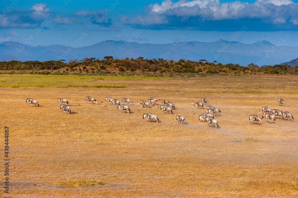 Wildebeest at Maasai Amboseli Park Game Reserve Kenya Wildebeest at Maasai Amboseli Park Game Reserve Kenya