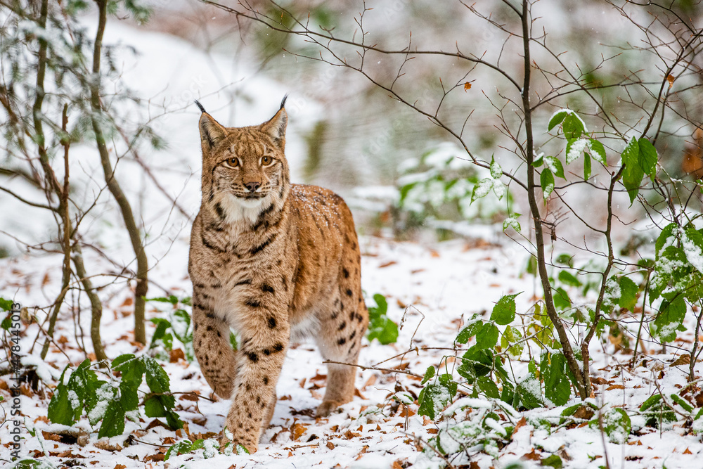 Fototapeta premium Eurasian Lynx walks around in the forests of Europe
