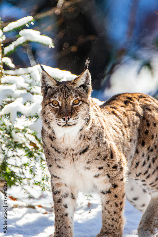 Eurasian Lynx walks around in the forests of Europe Eurasian Lynx walks around in the forests of Europe
