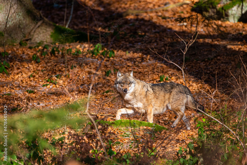 Eurasian wolf walks around in the forests of Europe and Asia Eurasian wolf walks around in the forests of Europe and Asia