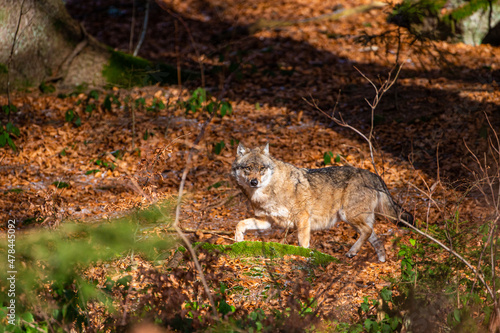 Eurasian wolf walks around in the forests of Europe and Asia