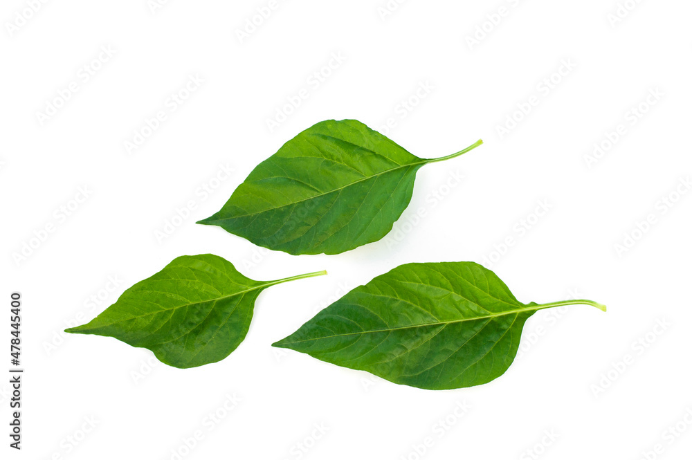 Obraz premium Green chilli leaves isolated on a white background.