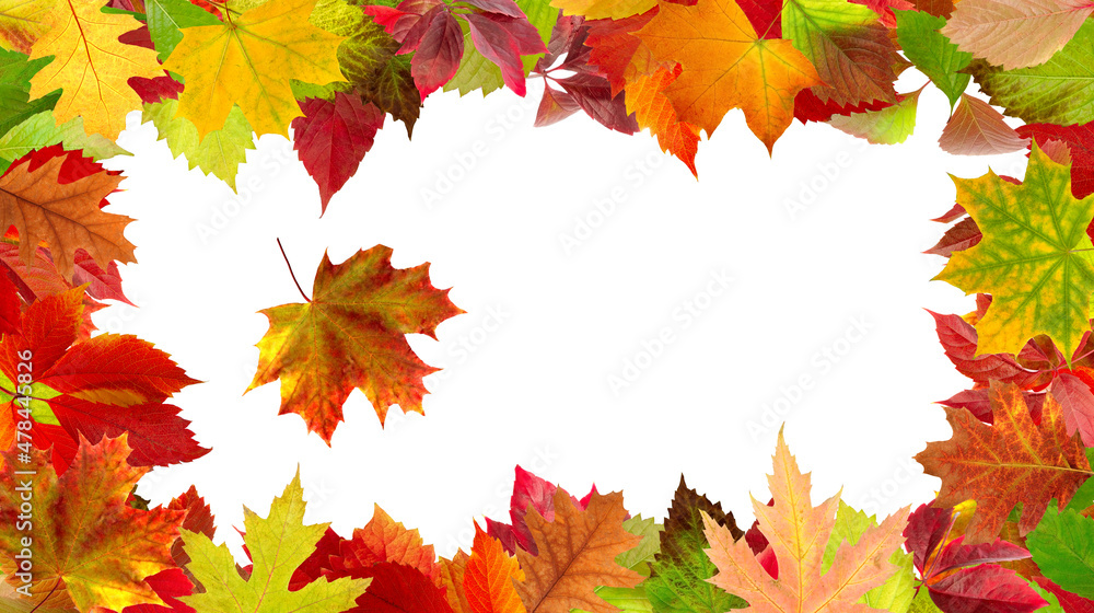 dry autumn leaves laid out in the form of a frame.. dry autumn leaves laid out in the form of a frame..