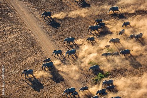 Elephant Herd Migrating Across Maasai Amboseli Park Game Reserve Kenya
