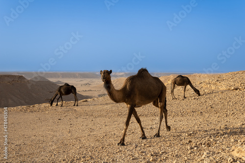 Dromedary camels in the desert