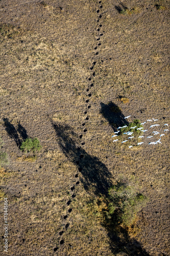 Dired Elephant Tracks Maasai Amboseli Park Game Reserve Kenya