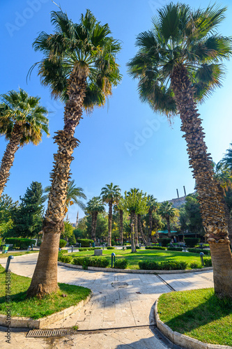 Palm tree with green leaves and growing dates on them. Beautiful palms with dates on blue sky in the park of Sanliurfa, Turkey