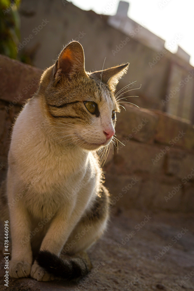 Fototapeta premium Cat in the garden_3