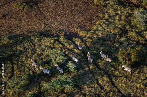 Photography Zebra in Maasai Amboseli Park Game Reserve Kenya