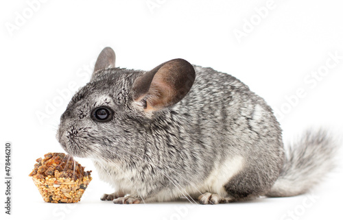 light chinchilla, chinchilla eating, chinchilla on white background, chinchilla food photo