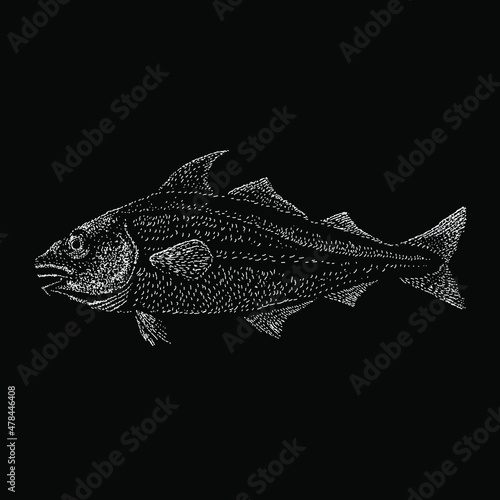 haddock fish hand drawing vector illustration isolated on black background