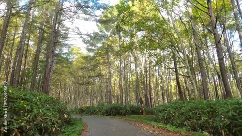 志賀高原の林道をドライブ photo