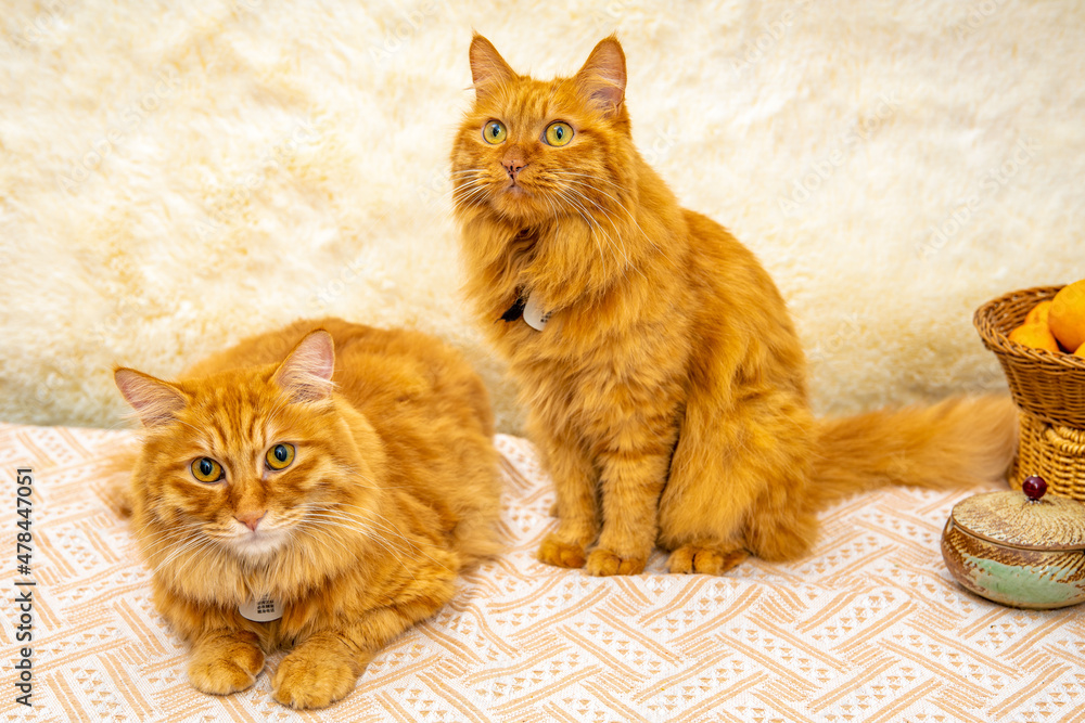 Fototapeta premium Cute orange cat