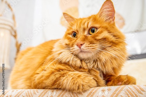 Cute orange cat