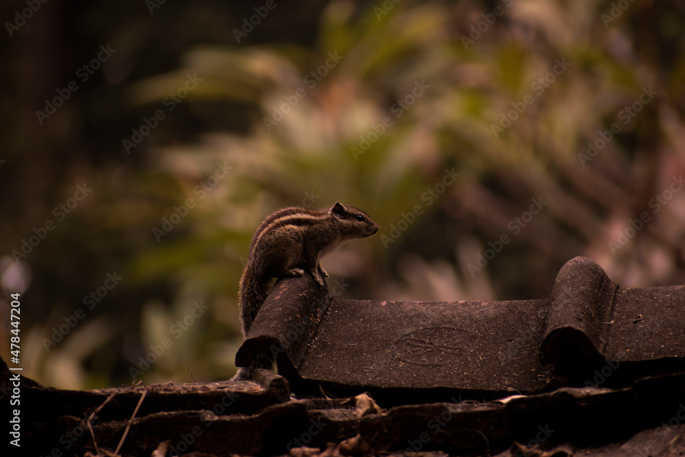 Obraz premium Indian Palm Squirrel Funambulus palmarum