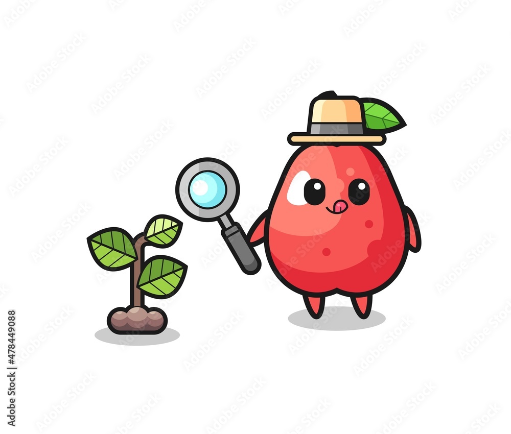 Fototapeta premium cute water apple herbalist researching a plants