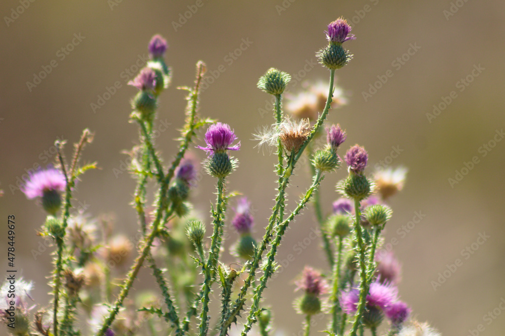Obraz premium Spiny plumeless thistle in bloom closeup view with blurred background