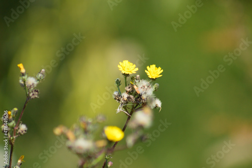 Mouse-ear hawkweed in bloom and seeds closeup view with green blurred background