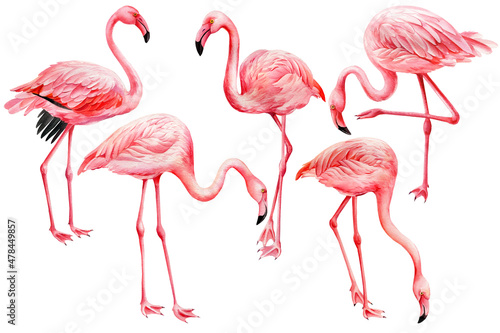 Set pink flamingos on white background. Watercolor flamingo illustration. Exotic birds © Hanna