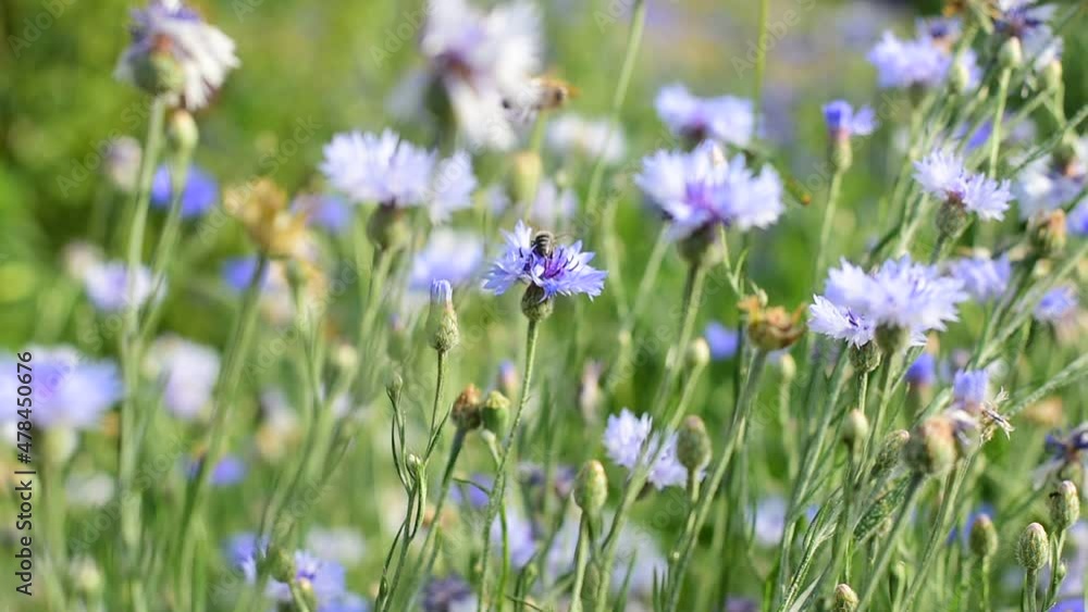 Summer. Close-up of a bee collecting nectar from a cornflower flower. Summer. Close-up of a bee collecting nectar from a cornflower flower.
